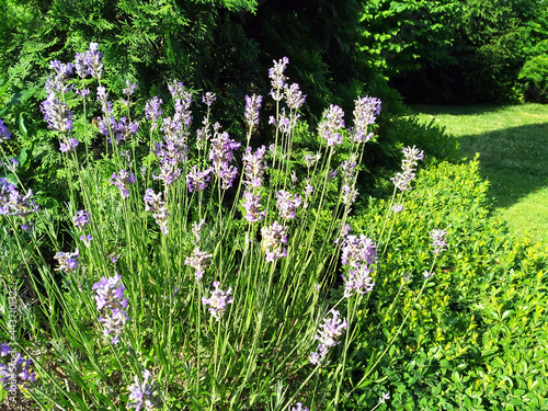 Lavender in the garden, landscape design decor