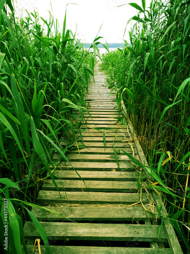 Wooden road bridge among the green reeds on the river, a secluded spot