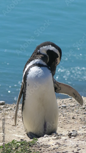 pingüinos Patagonia argentina