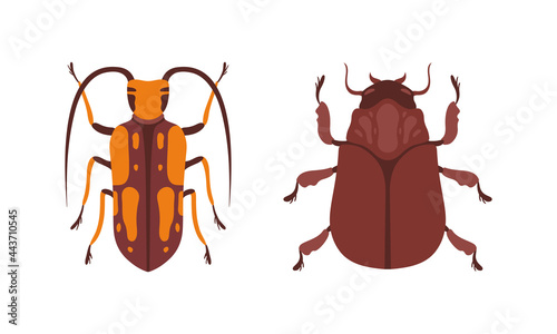 Bug Species Set, Top View of Bugs, Beetles Insects Cartoon Vector Illustration