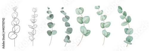 Set of differents eucalyptus branches on white background. Watercolor, line art, outline illustration.