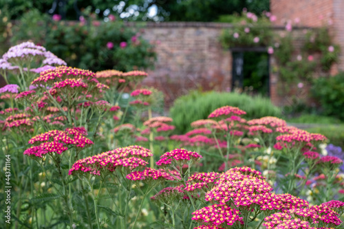 Colourful achillea flowers in the historic walled garden at Eastcote House Gardens, in the Borough of Hillingdon, London, UK photo