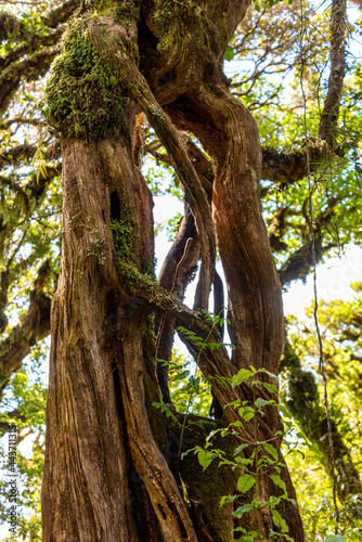 Rainforest near Mt. Taranaki in Egmont National Park, New Zealand