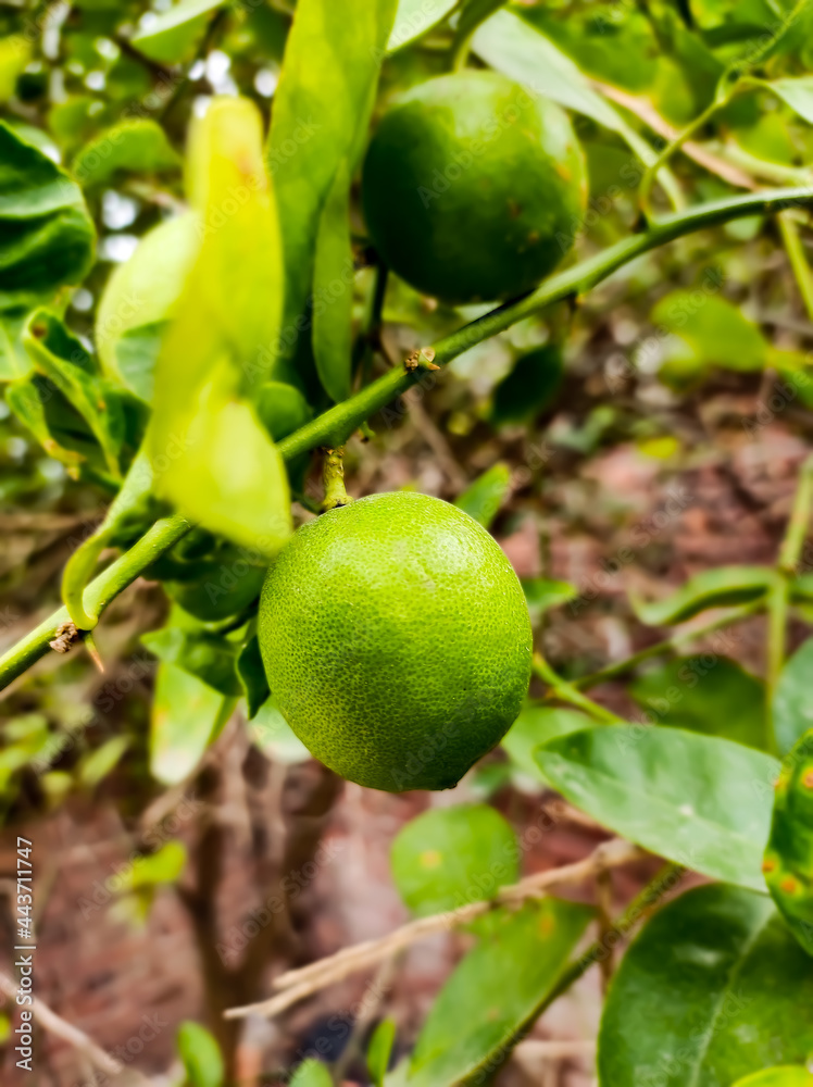 Lemon on tree.
Focus on lemon and some part. Lemon on tree.
Focus on lemon and some part.