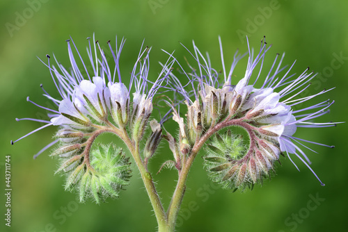 Close-up of a tansy phacelia (Phacelia tanacetifolia), the flowers of which curl up purple against a green background photo
