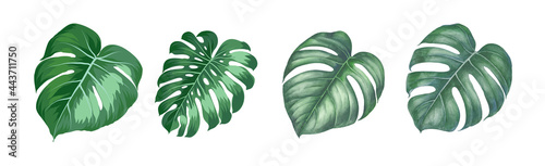 Set of differents magnolia leaves on white background. Watercolor, line art, outline illustration.