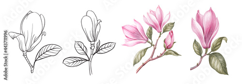 Set of differents magnolia on white background. Watercolor, line art, outline illustration.