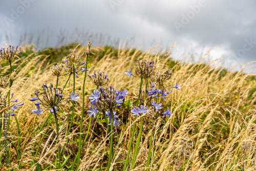 Agapanthus flower at the coast of New Zealand