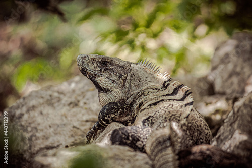 iguana 2