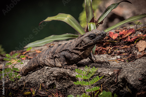 lizard on a rock