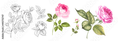 Set of differents roses on white background. Watercolor, line art, outline illustration.