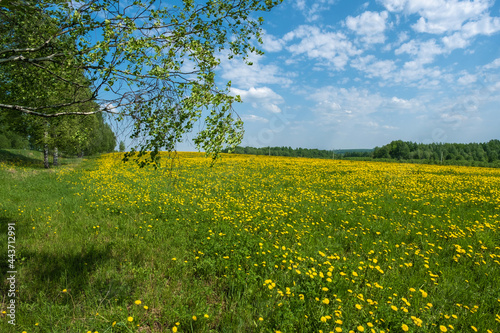 A white-stemmed birch and a large field with yellow dandelions on a sunny day.