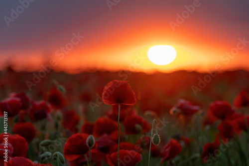 Fototapeta Naklejka Na Ścianę i Meble -  Sunset with a beautiful poppy landscape