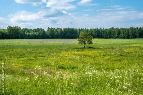 A lonely tree in a large field with yellow  purple and white flowers.