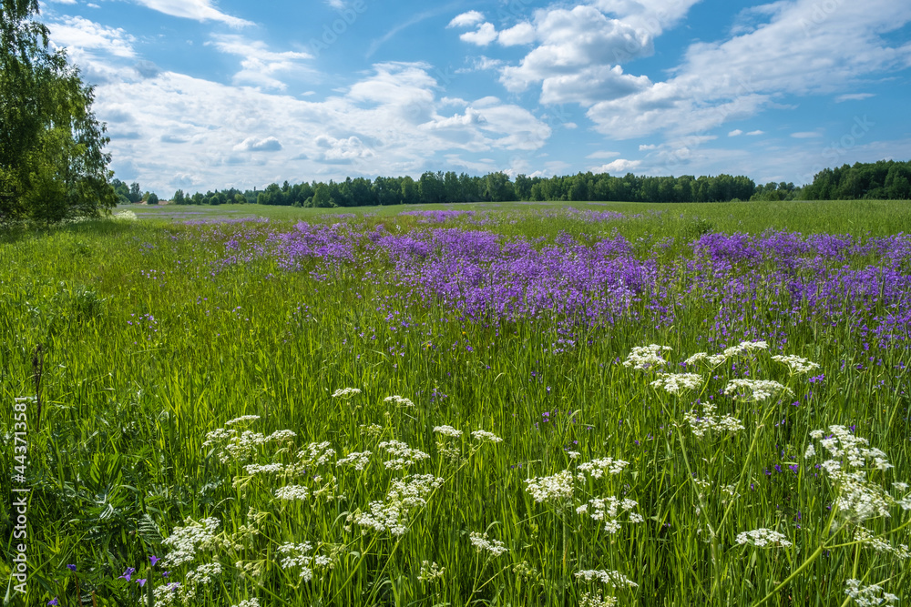 A large field with white and purple flowers on a summer day.