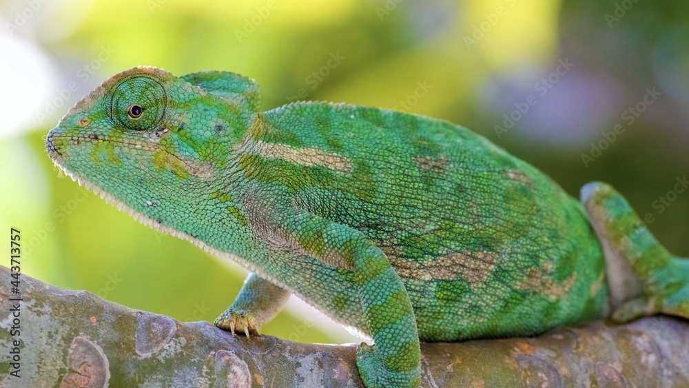 Obraz premium Chameleon on a branch
