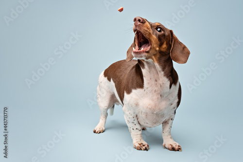 Studio action shot of Dachshund treat catching