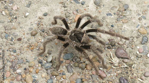 araña Patagonia argentina puerto pirámides