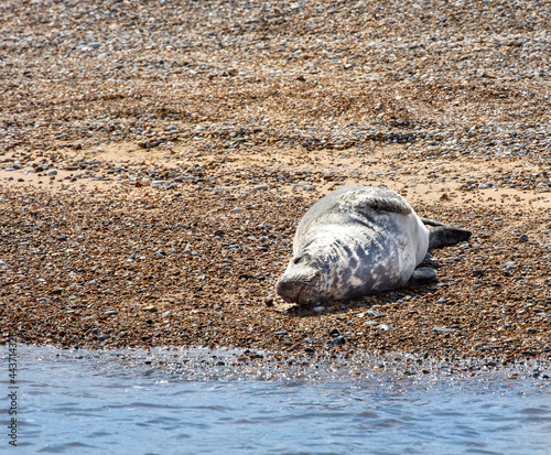 Seal rolling lazily on a stone beach
