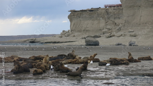 leones marinos Patagonia argentina