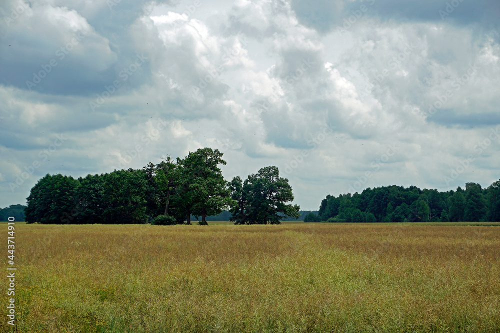 Summer heat. Rural landscape. Old oaks at the edge of the field.