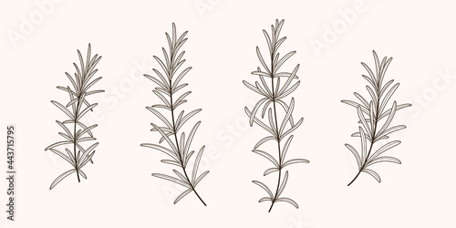 Set of rosemary branch. Vector contour detailed illustration.