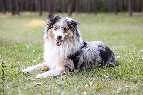 Beautiful blue merle sheltie shetland sheepdog dog fwith fluffy fur tri-color sitting on a green grass in park with pine tree forest in the background.
