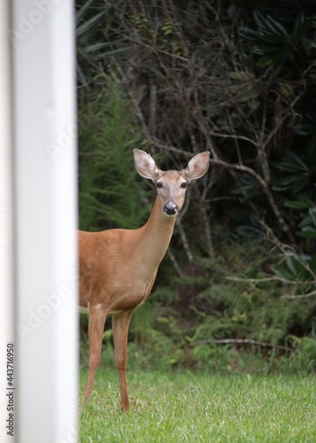 deer in the backyard