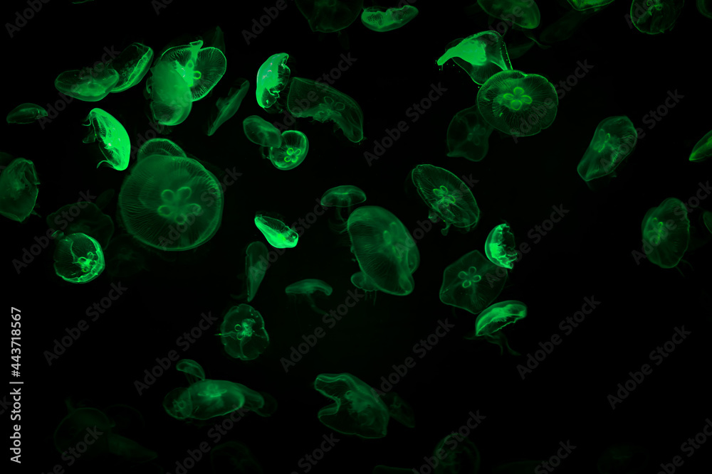 Aurelia aurita common jellyfish colony in dark water with glowing green light as dark underwater background Aurelia aurita common jellyfish colony in dark water with glowing green light as dark underwater background