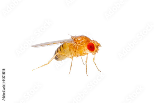 Exotic Drosophila Fruit Fly Diptera Parasite Insect Isolated on White Background