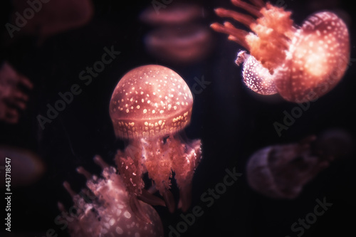 Spotted jellyfish phyllorhiza punctate in dark water with sunlight as underwater background  photo