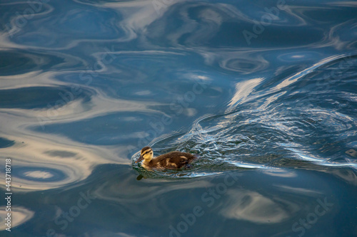 Juvenile mallard, duckling swimming in blue water