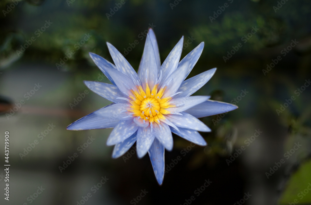 close up water lily in the pond close up water lily in the pond