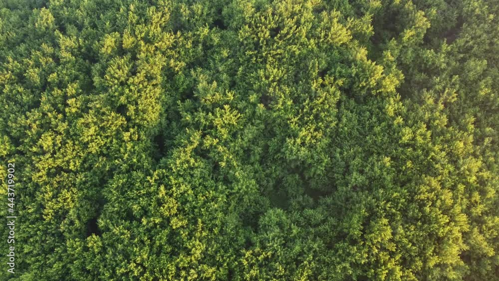green moss background green moss background