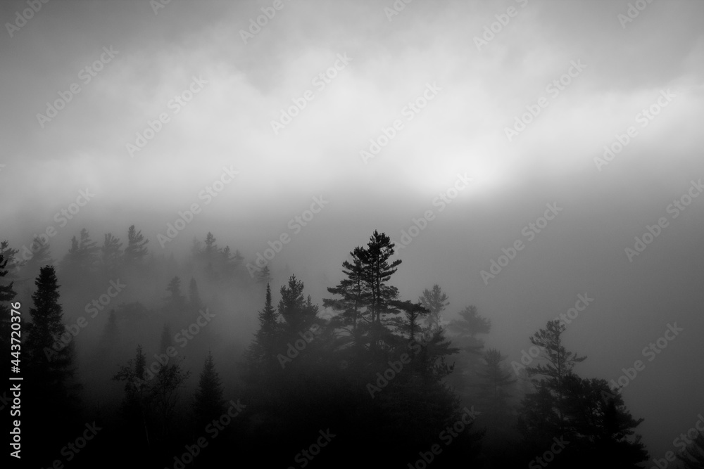 Morning Trees on the Mountain in the Mist
