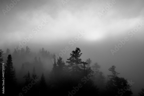 Morning Trees on the Mountain in the Mist