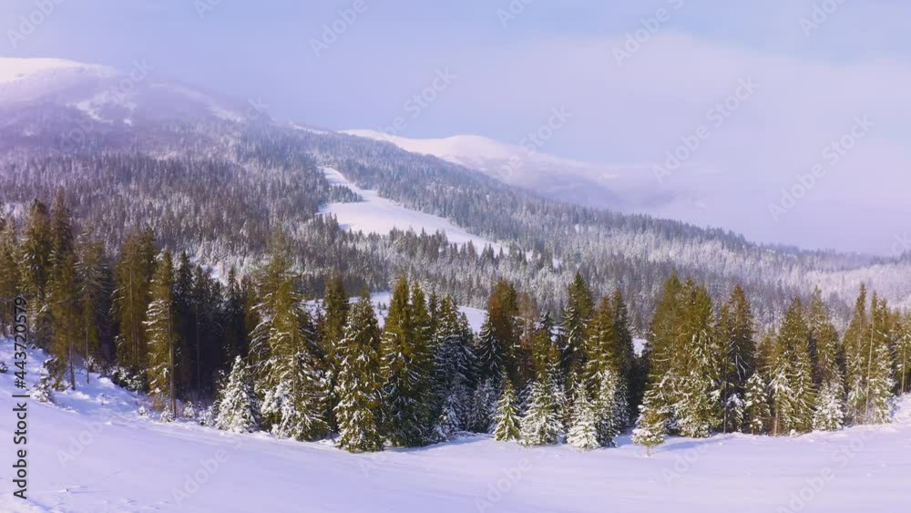 Mountain slopes covered with lush Christmas trees and snow-white snow with a place for skiing Mountain slopes covered with lush Christmas trees and snow-white snow with a place for skiing