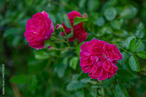floral background of bushy rose in the garden