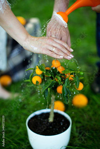 A symbol of family happiness, daily work on the family tree, which always bears fruit