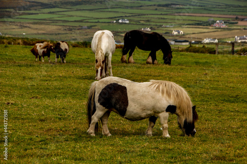 Ponies and horse grazing above Kerry Cliffs, Ring of Kerry, County Kerry, Ireland