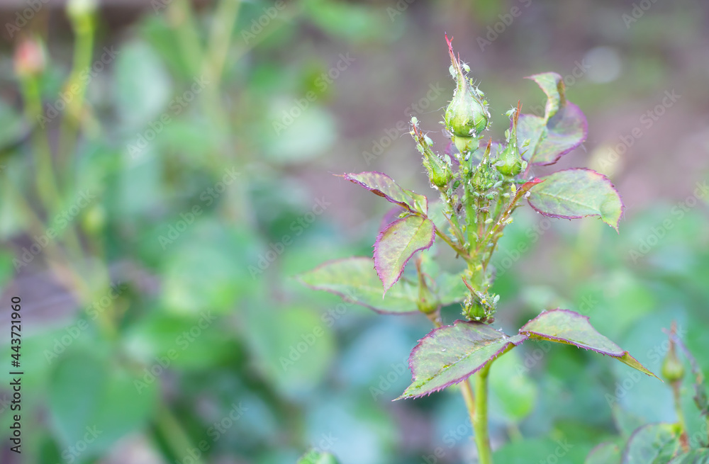Shallow focus of aphids on small rosebuds on a stem