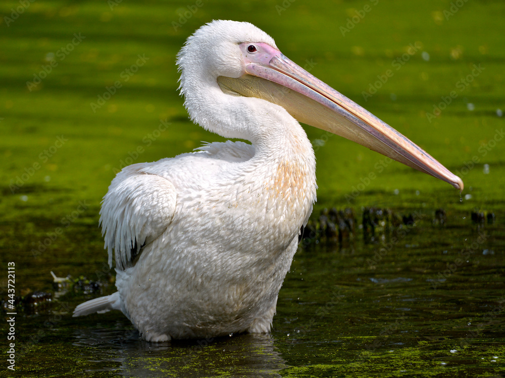 White pelican (Pelecanus onocrotalus) standing in water among duckweed and seen from profile White pelican (Pelecanus onocrotalus) standing in water among duckweed and seen from profile
