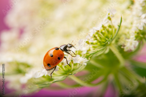 seven-spot ladybird  Coccinella septempunctata on a flower