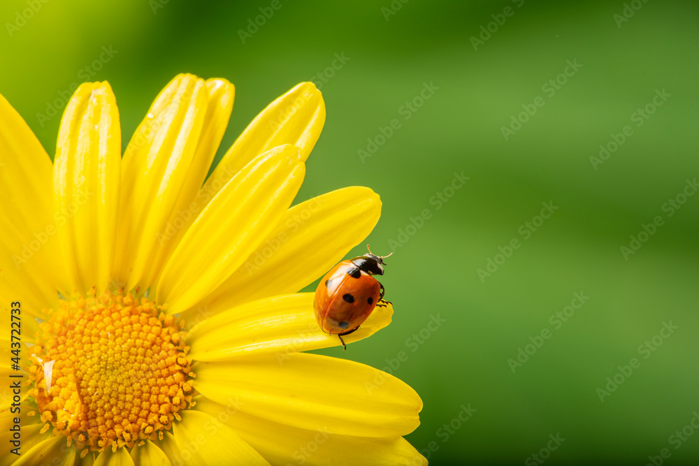 flower with rain drops and ladybird - macro photography flower with rain drops and ladybird - macro photography