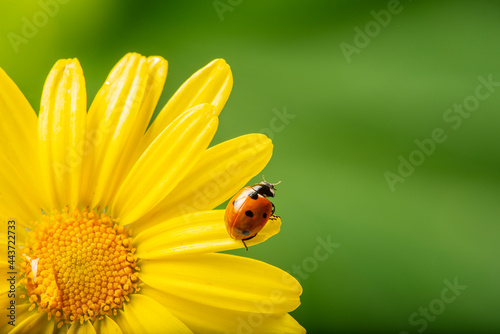 flower with rain drops and ladybird - macro photography