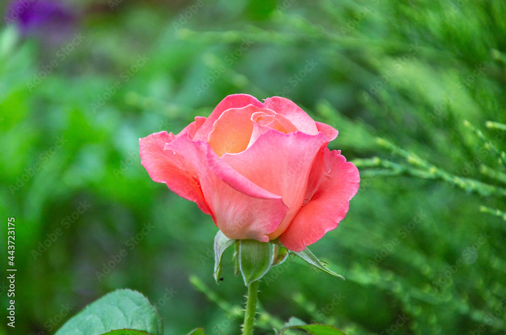 A scarlet rose in the garden on a summer day. Beautiful flowers, cultivation of roses. A scarlet rose in the garden on a summer day. Beautiful flowers, cultivation of roses.
