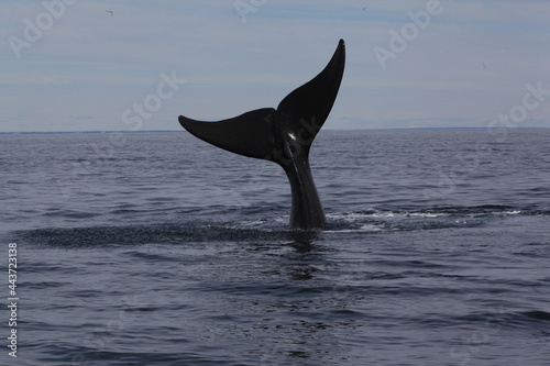 Ballena Franca Austral Patagonia Argentina