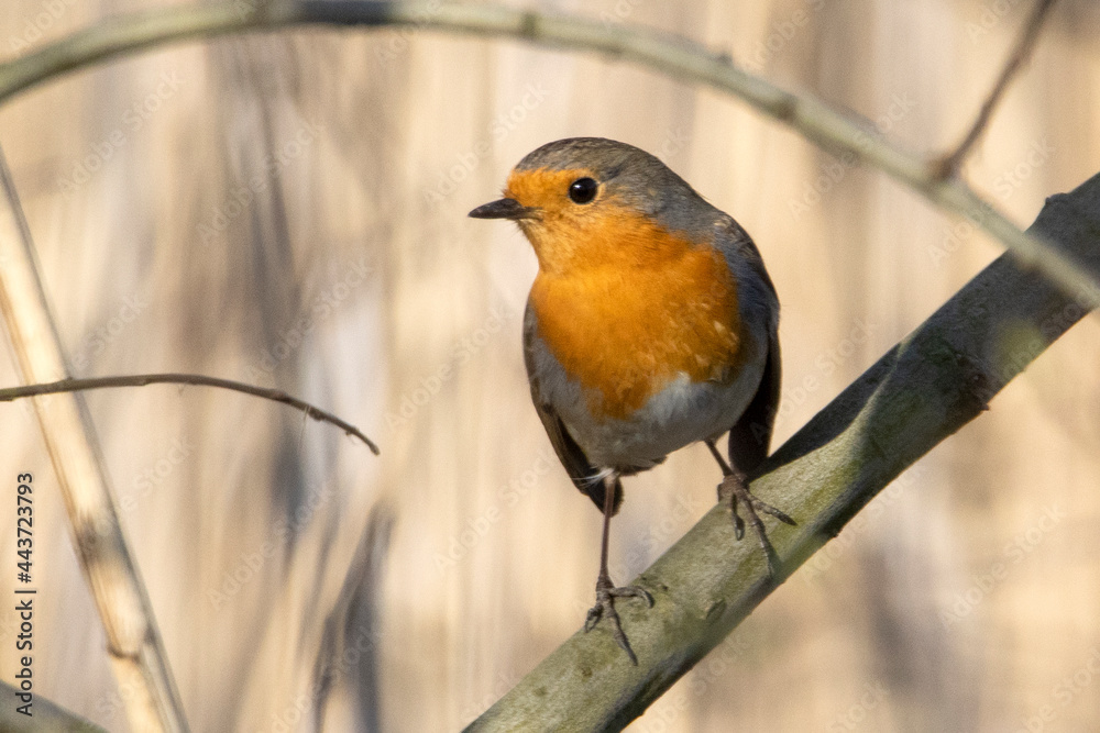 rudzik, Erithacus rubecula rudzik, Erithacus rubecula