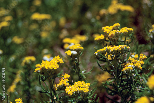 yellow flowers in a field