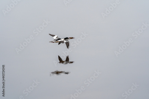 Common merganser couple flying © Aki